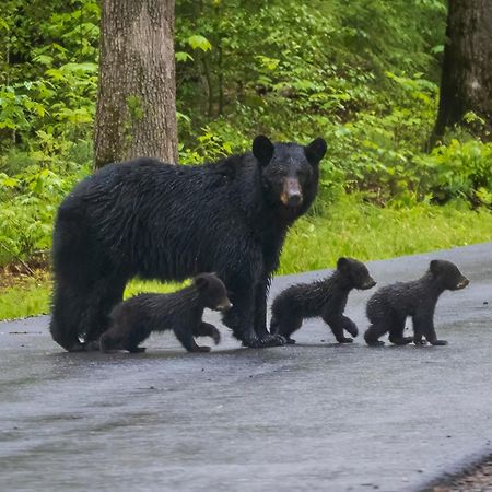 Four Bears Den, Hot Tub, 1089 Of Free Attraction Tickets For Each Paid Day, Dollywood And More Гетлинбург Екстериор снимка