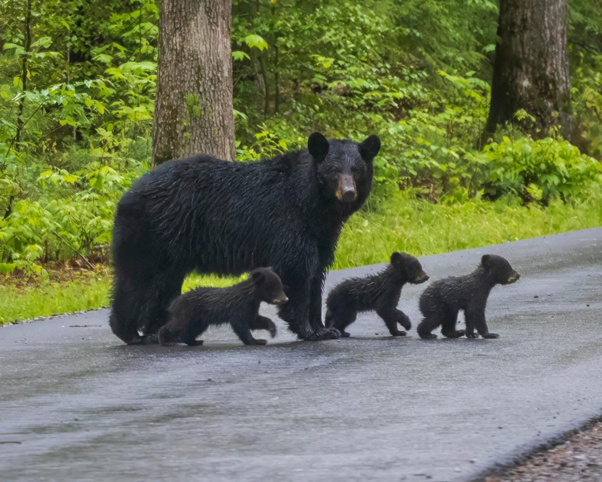 Four Bears Den, Hot Tub, 1089 Of Free Attraction Tickets For Each Paid Day, Dollywood And More Гетлинбург Екстериор снимка
